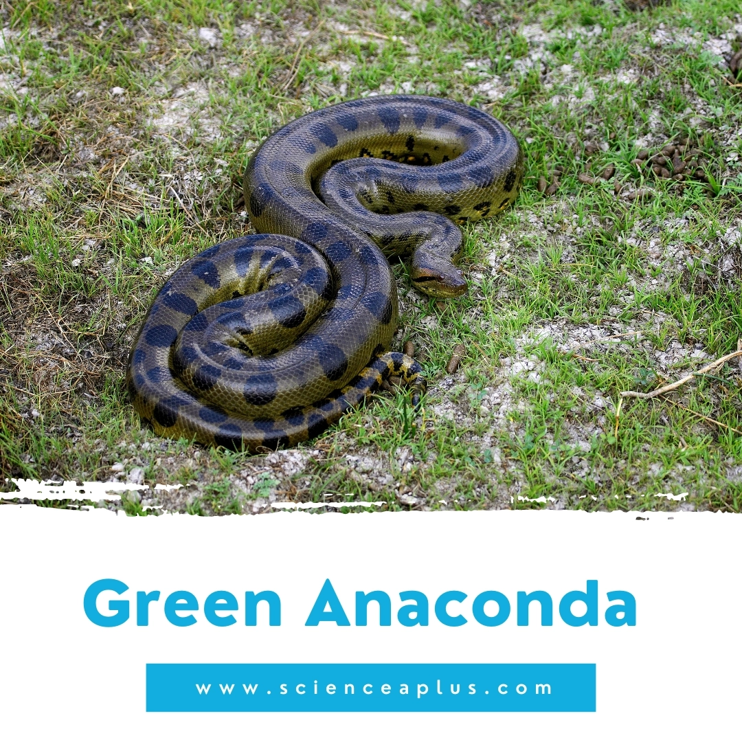 27. Green Anaconda: – 39 animals that start with the letter "G"