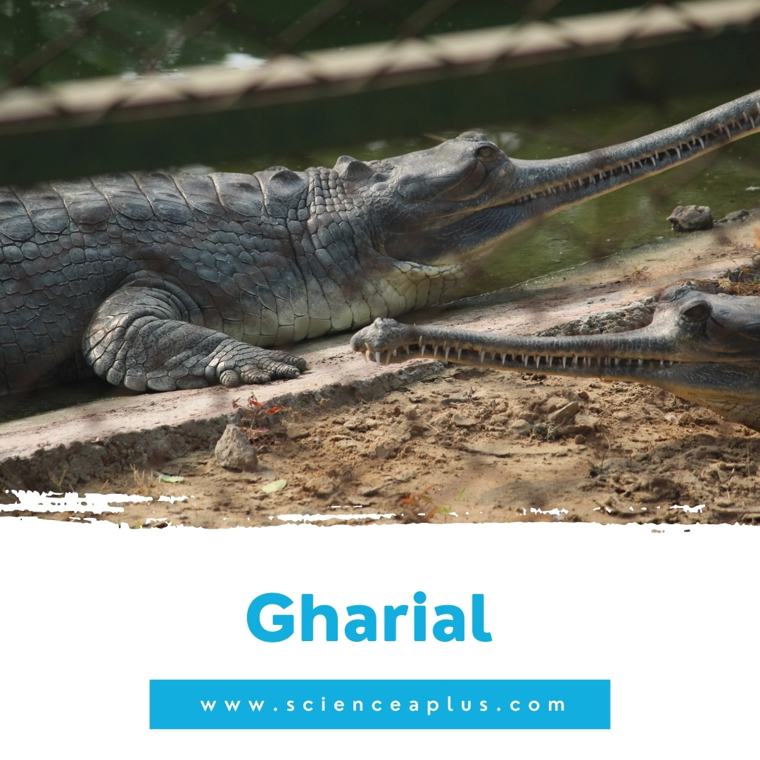 28. Gharial: – 39 animals that start with the letter "G"