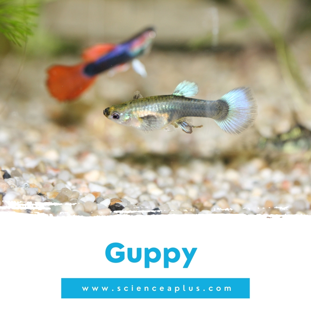 29. Guppy: – 39 animals that start with the letter "G"