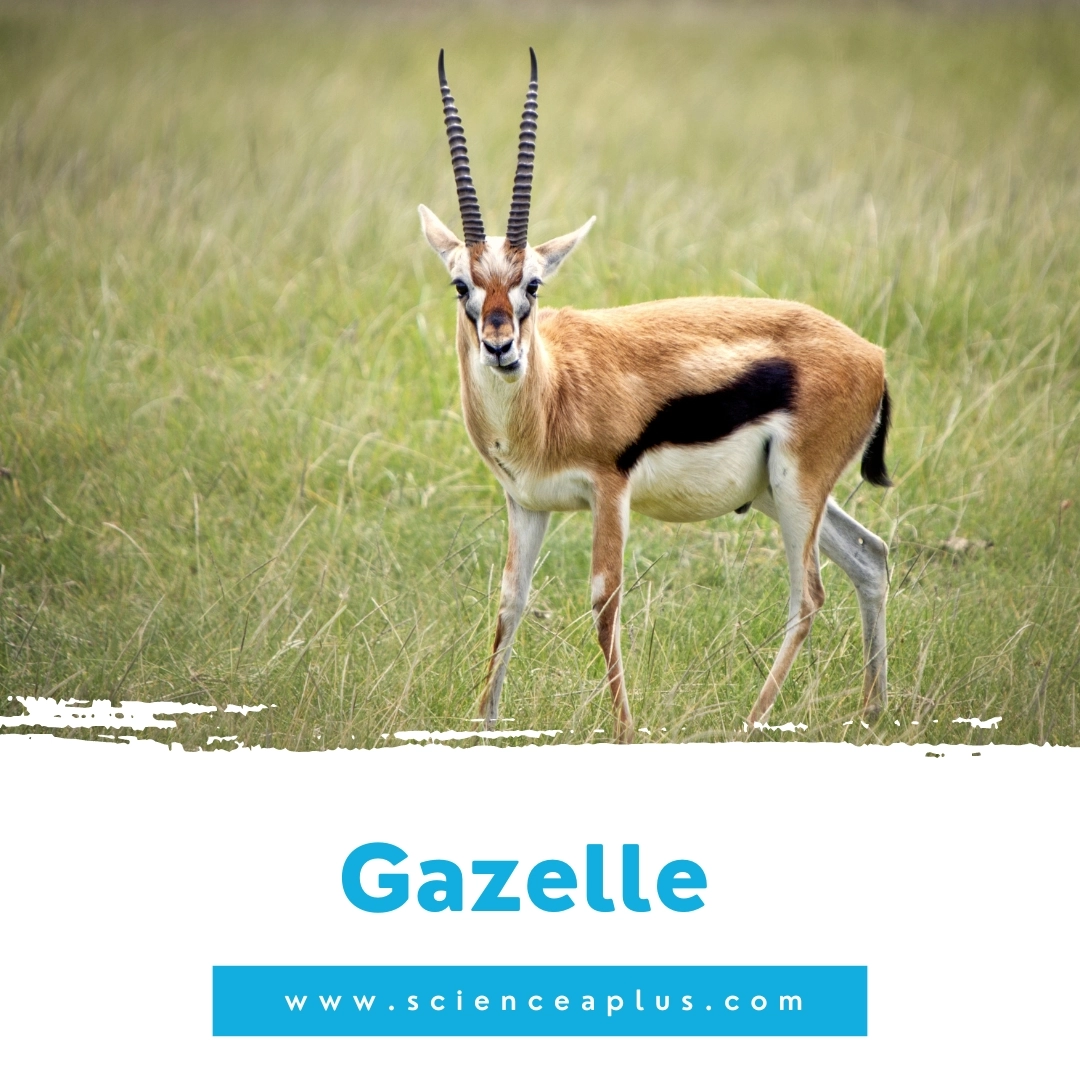 3. Gazelle: – 39 animals that start with the letter "G"