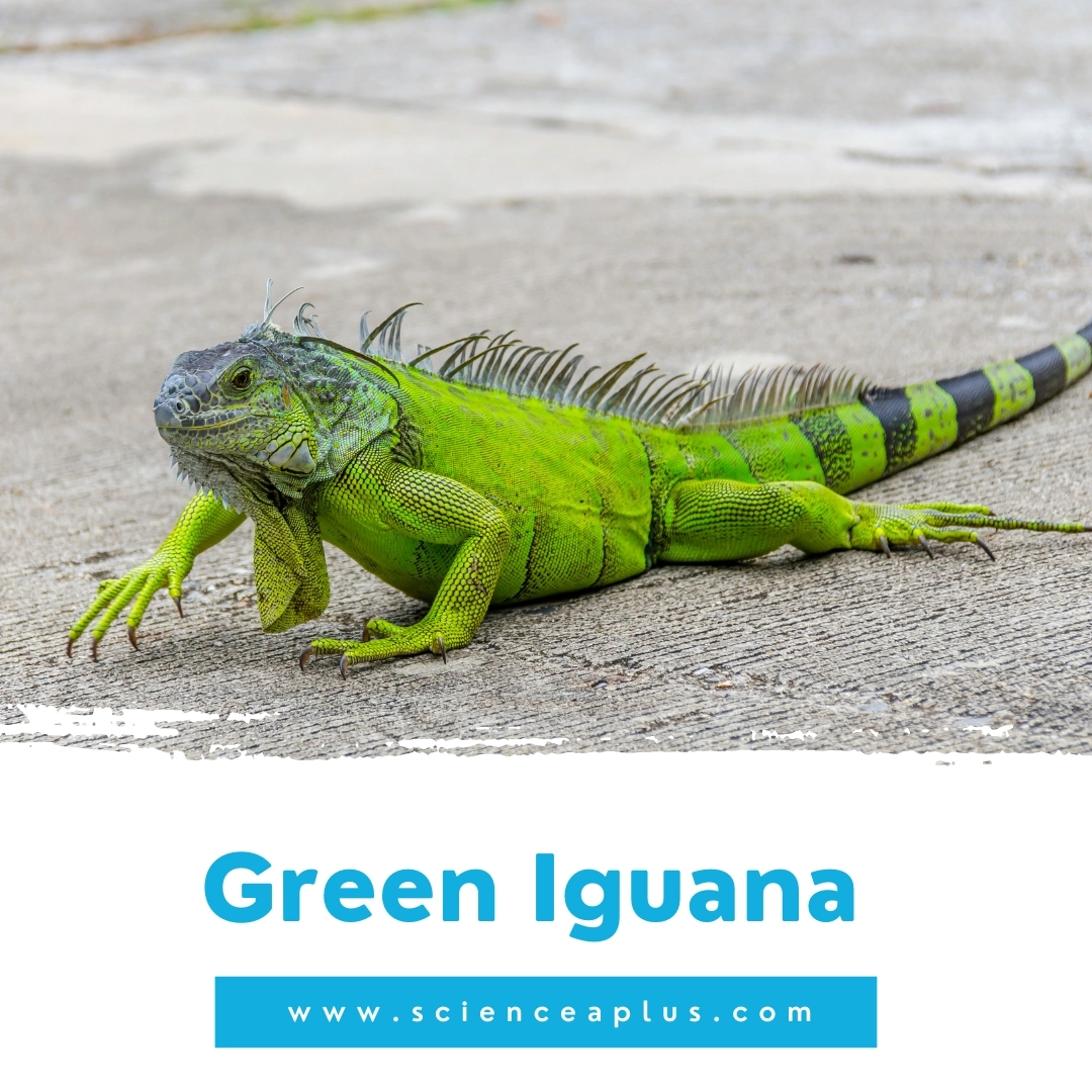 30. Green Iguana: – 39 animals that start with the letter "G"