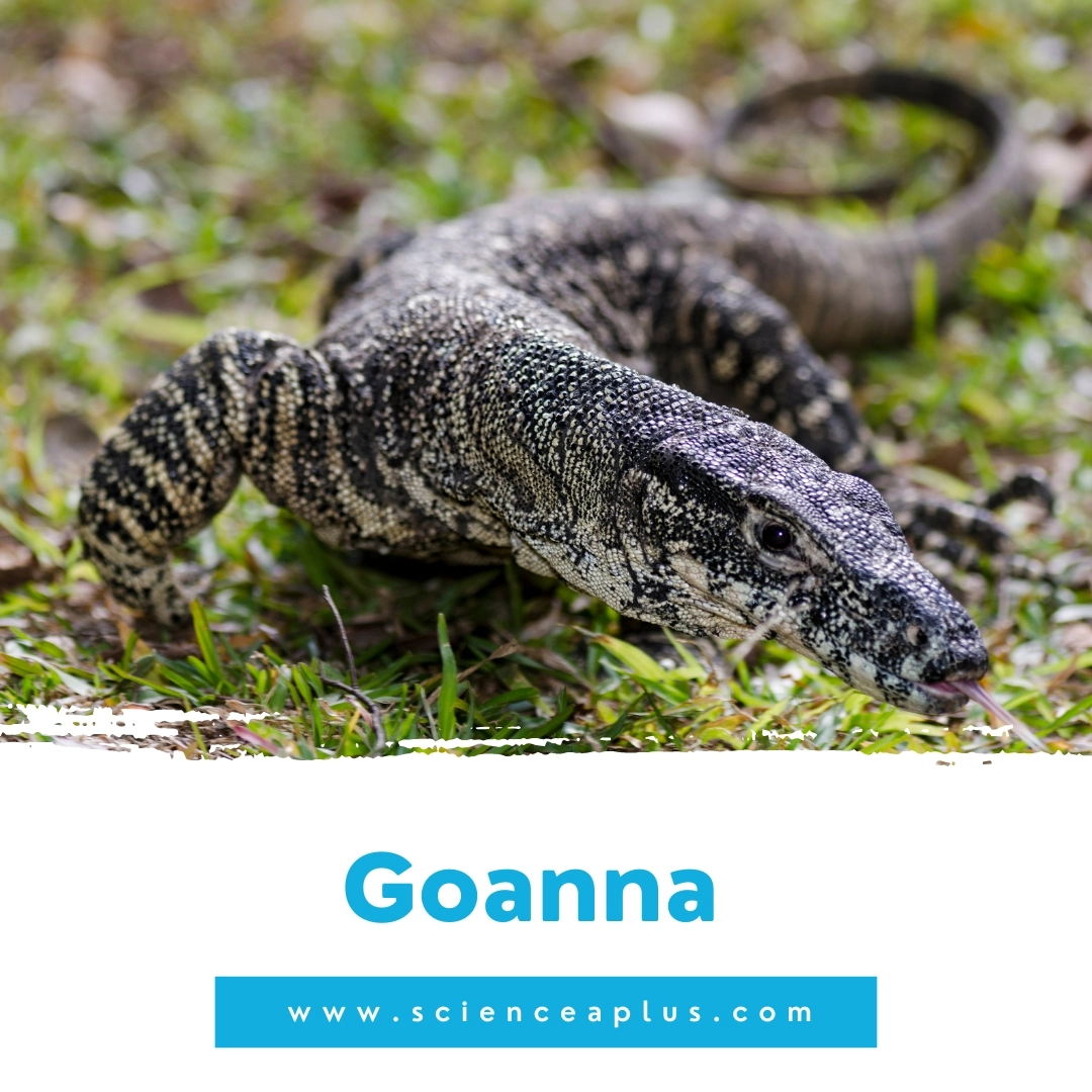 31. Goanna: – 39 animals that start with the letter "G"