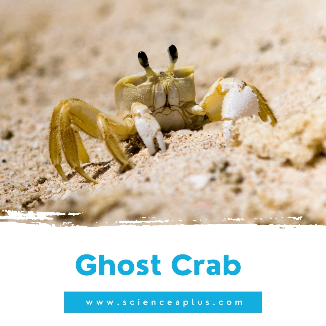 32. Ghost Crab: – 39 animals that start with the letter "G"