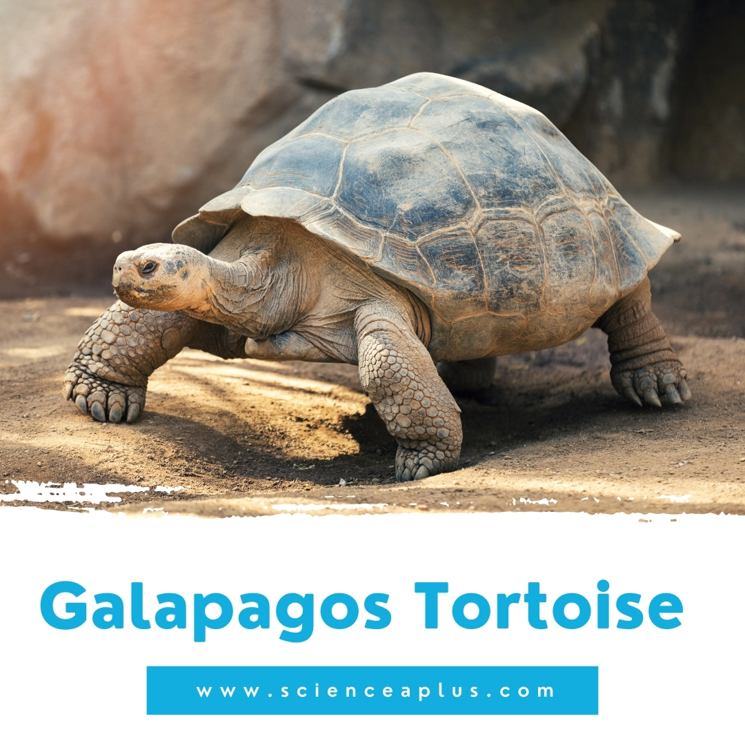 33. Galapagos Tortoise: – 39 animals that start with the letter "G"