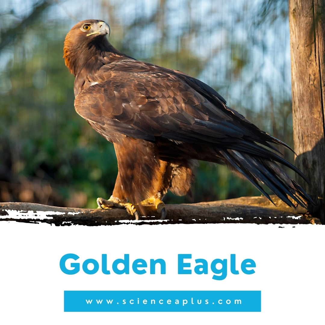 34. Golden Eagle: – 39 animals that start with the letter "G"
