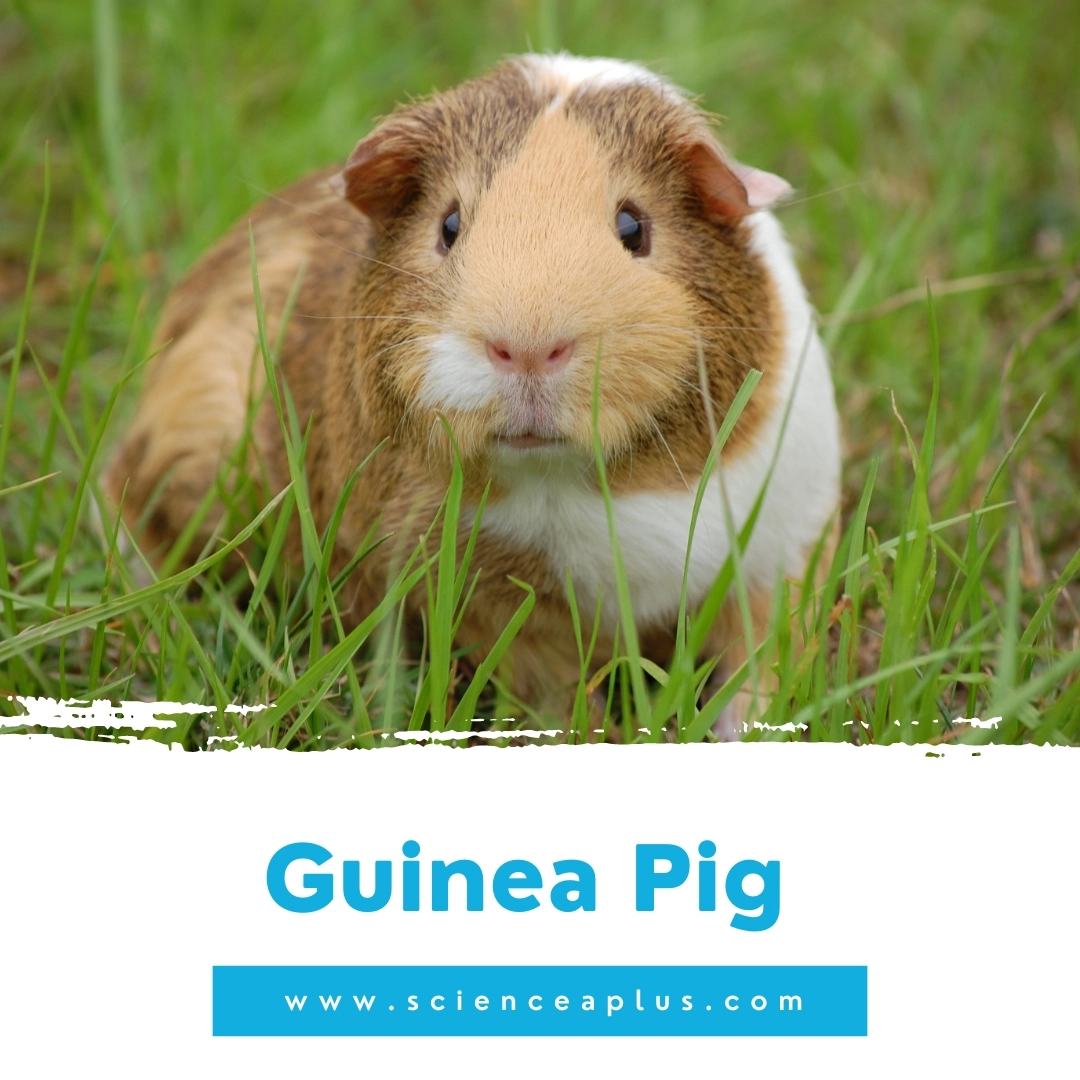 35. Guinea Pig: – 39 animals that start with the letter "G"