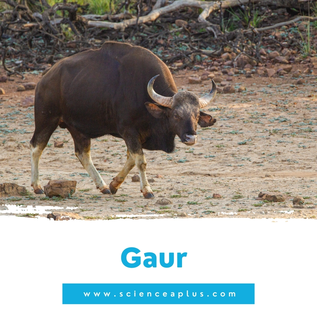 36. Gaur: – 39 animals that start with the letter "G"