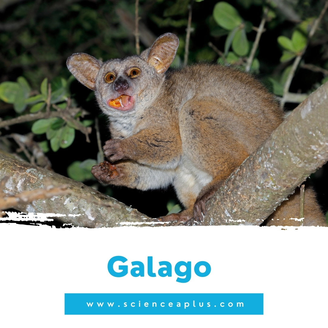 37. Galago: – 39 animals that start with the letter "G"