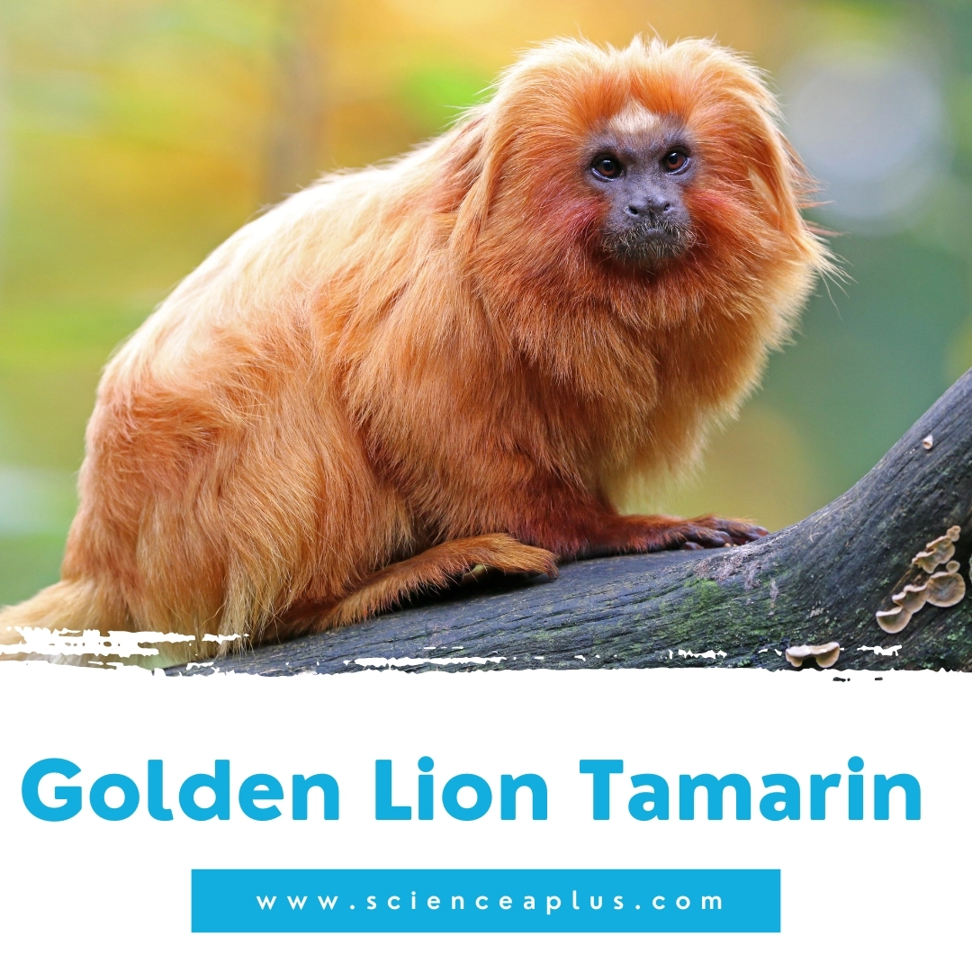 38. Golden Lion Tamarin: – 39 animals that start with the letter "G"