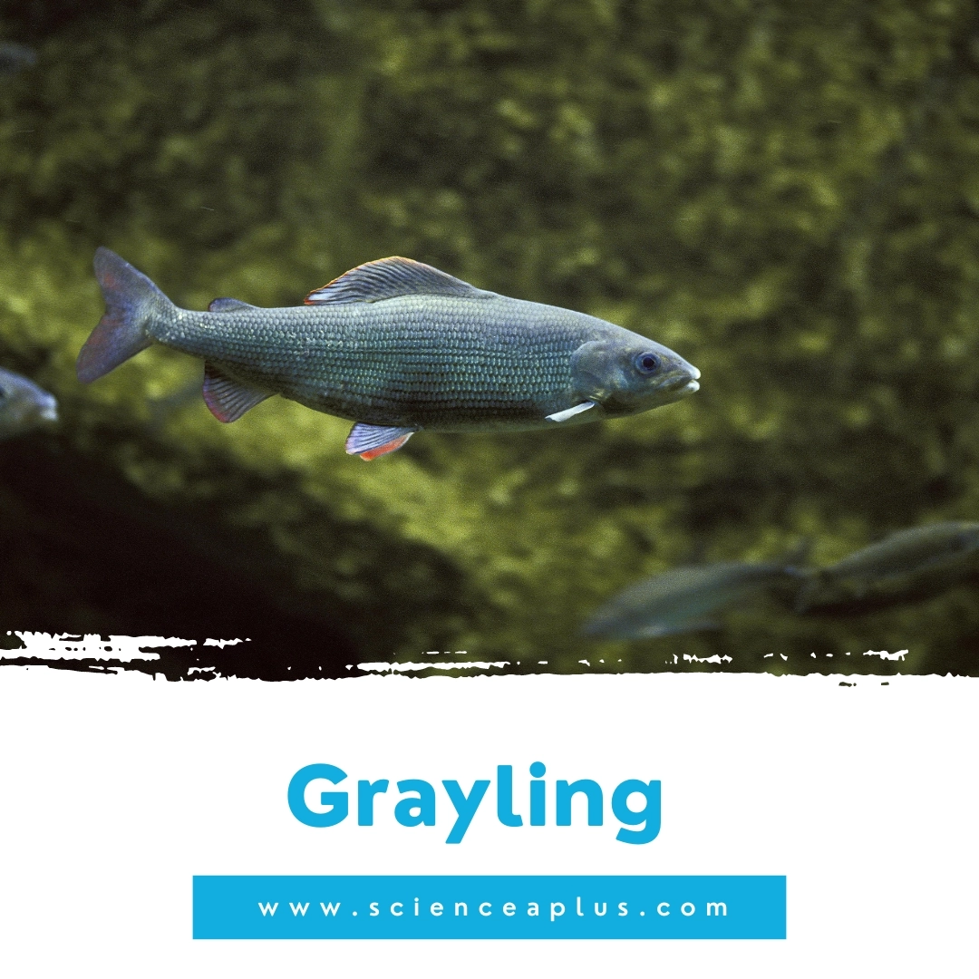 39. Grayling: – 39 animals that start with the letter "G"