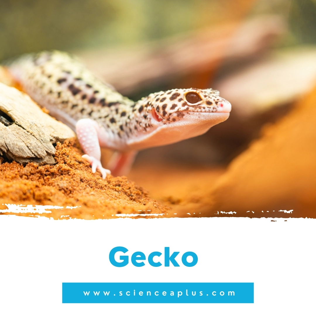 4. Gecko: – 39 animals that start with the letter "G"