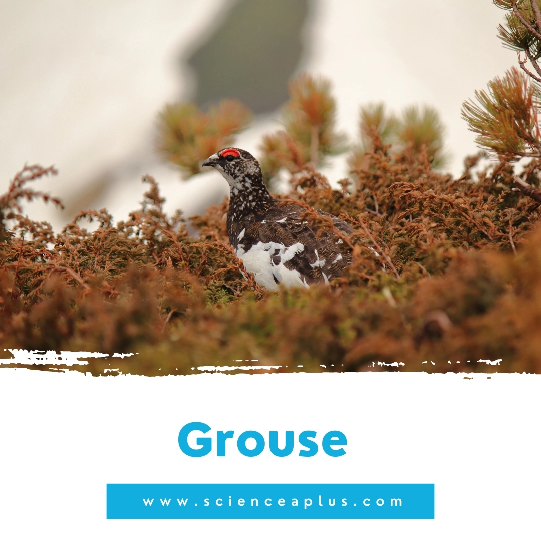 5. Grouse: – 39 animals that start with the letter "G"