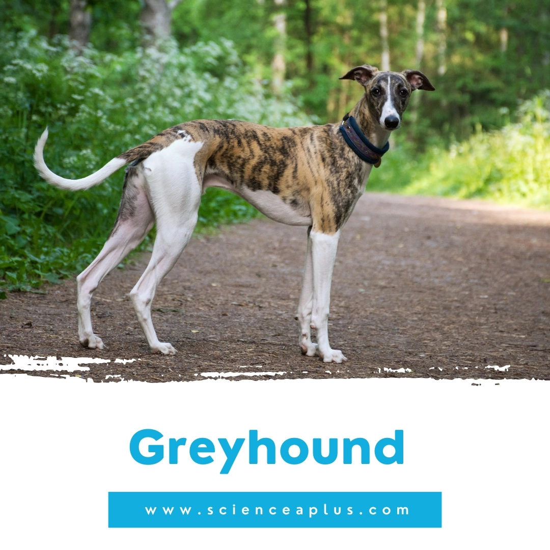 6. Greyhound: – 39 animals that start with the letter "G"