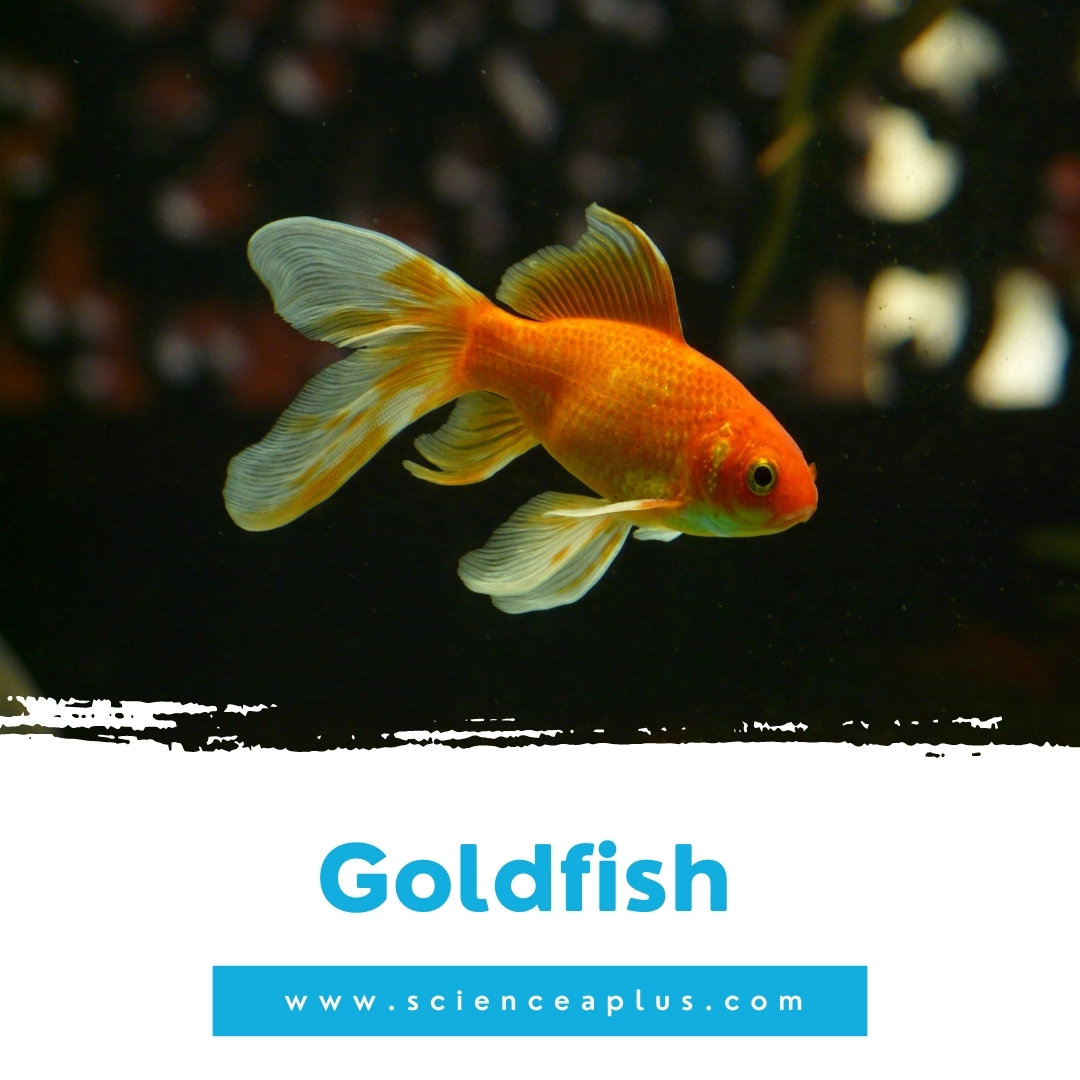 7. Goldfish: – 39 animals that start with the letter "G"
