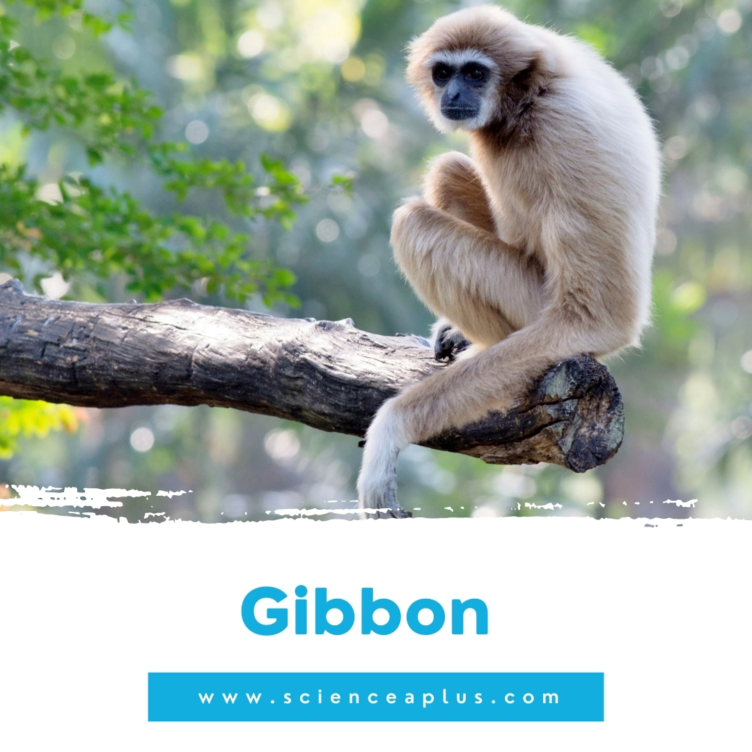 8. Gibbon: – 39 animals that start with the letter "G"