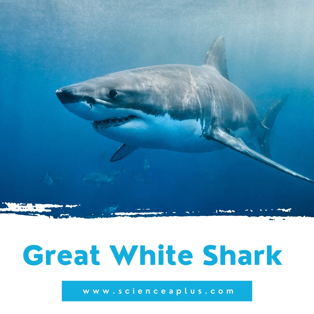 9. Great White Shark: – 39 animals that start with the letter "G"