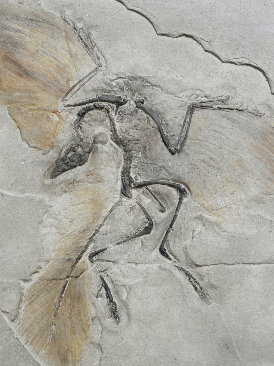 Free Archaeopteryx Lithographica Arheopteryx photo and picture