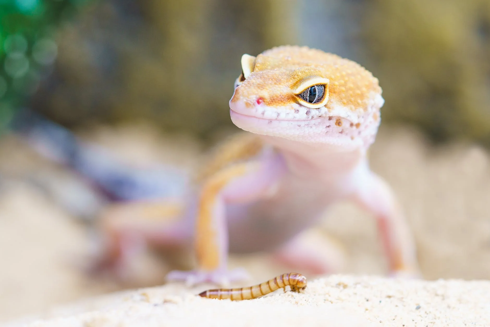 animal biology blur close up