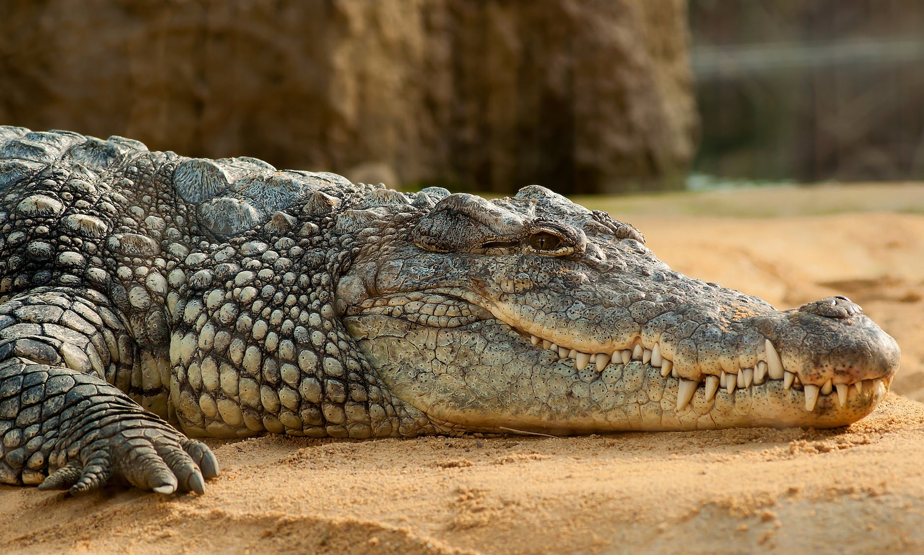 black crocodlie lying on ground