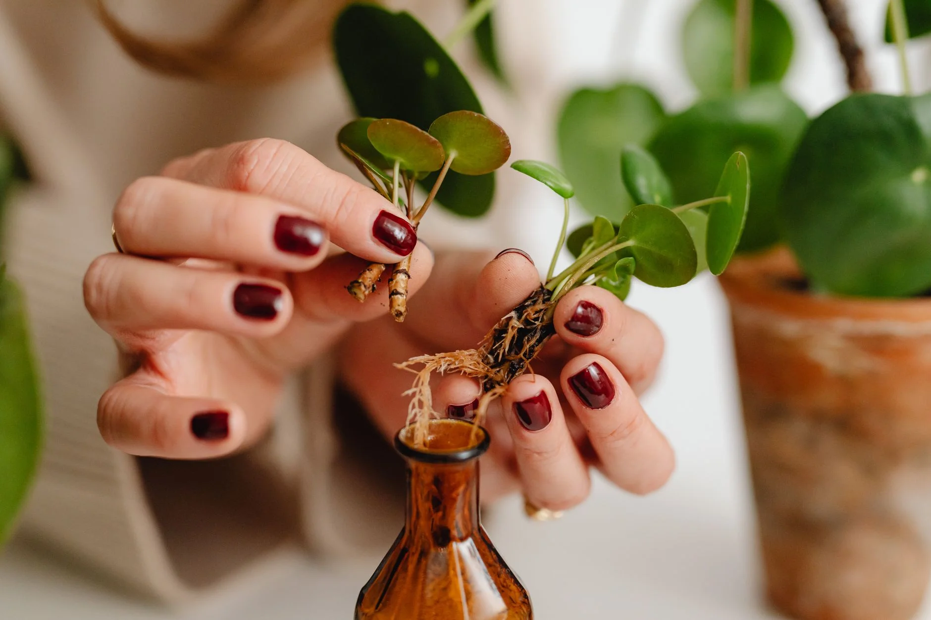 Vegetative propagation in plants