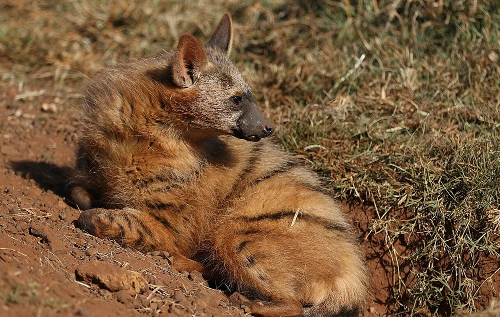 Aardwolf (Proteles cristata)