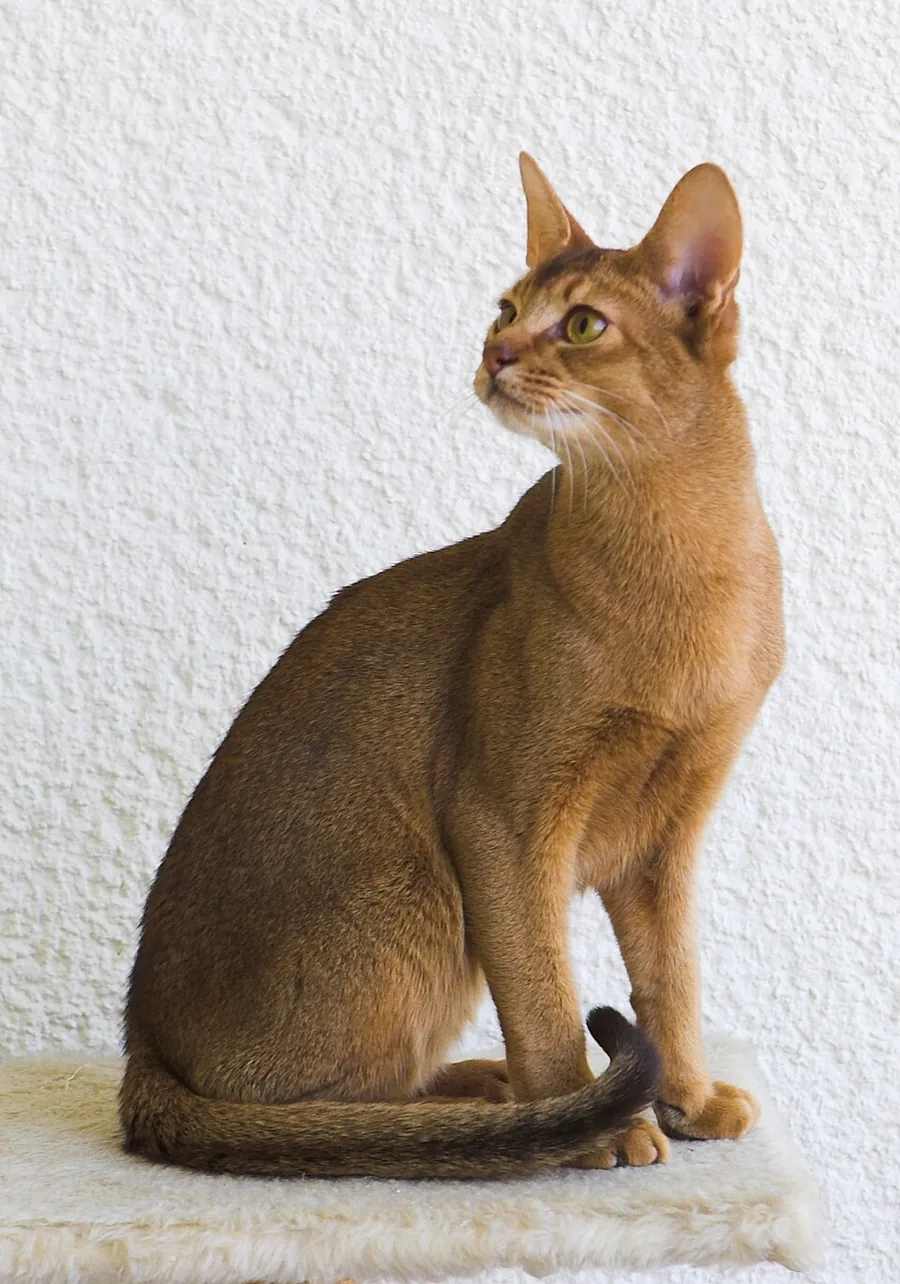 Abyssinian cat (domestic breed)