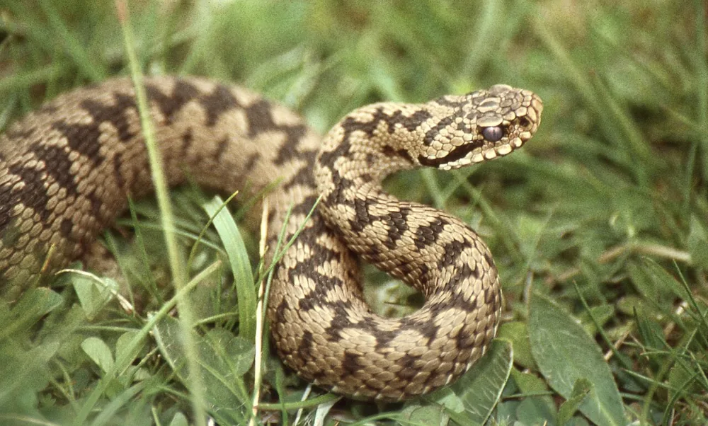 Adder (Vipera berus)