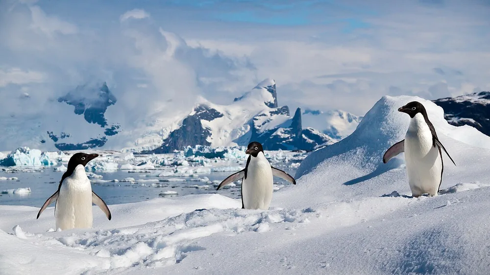 Adélie penguin (Pygoscelis adeliae)