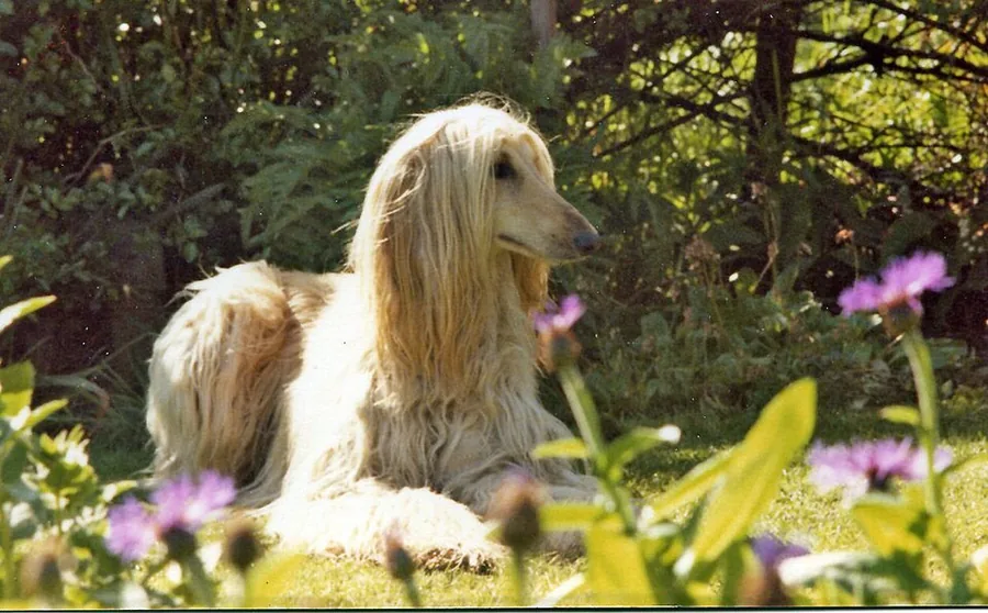 Afghan hound (domestic breed)