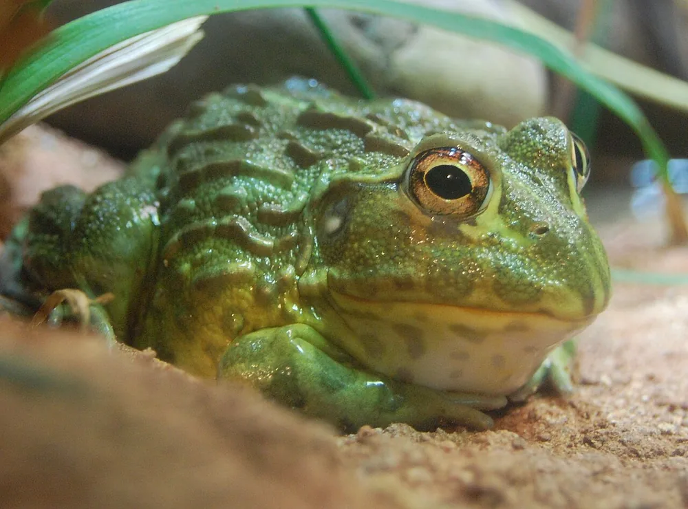 African bullfrog (Pyxicephalus adspersus)