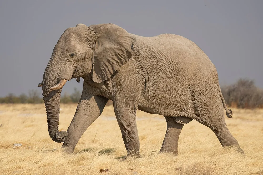 African bush elephant (Loxodonta africana), a bull in Etosha National Park, Namibia (wild)
