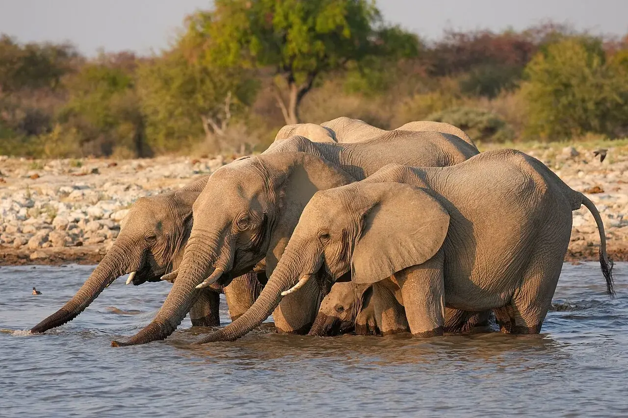 Animals That Start With E: 78 Animals With Pictures