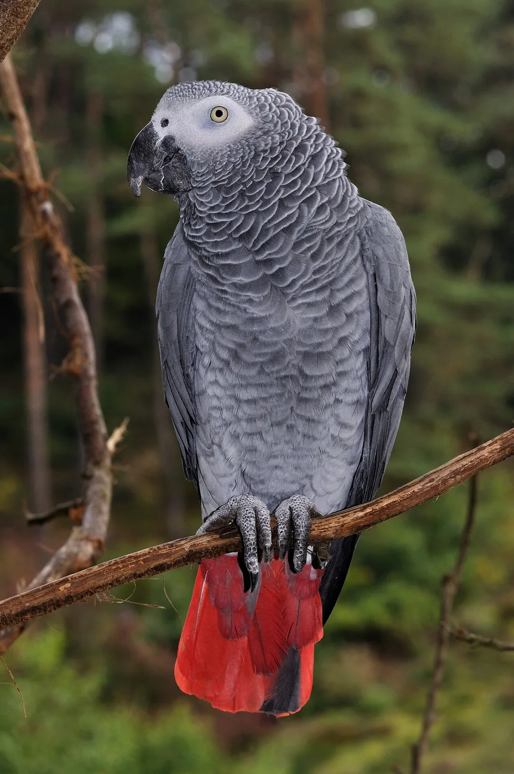 African grey parrot (Psittacus erithacus)
