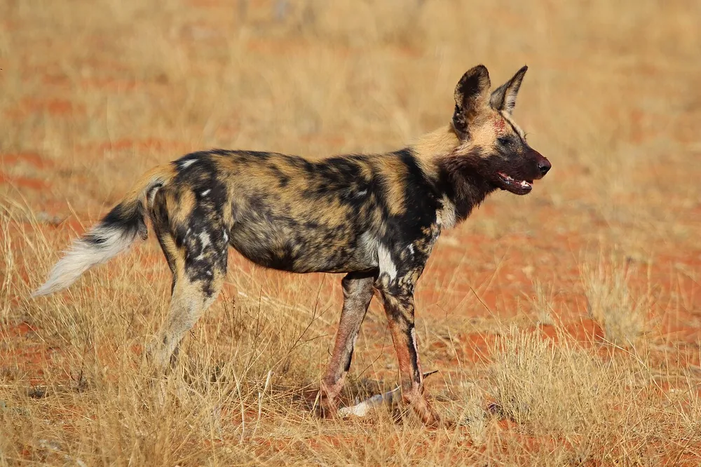 African wild dog (Lycaon pictus)