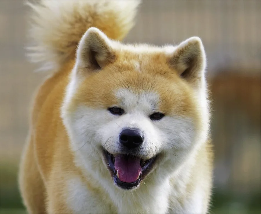 Akita (domestic breed)