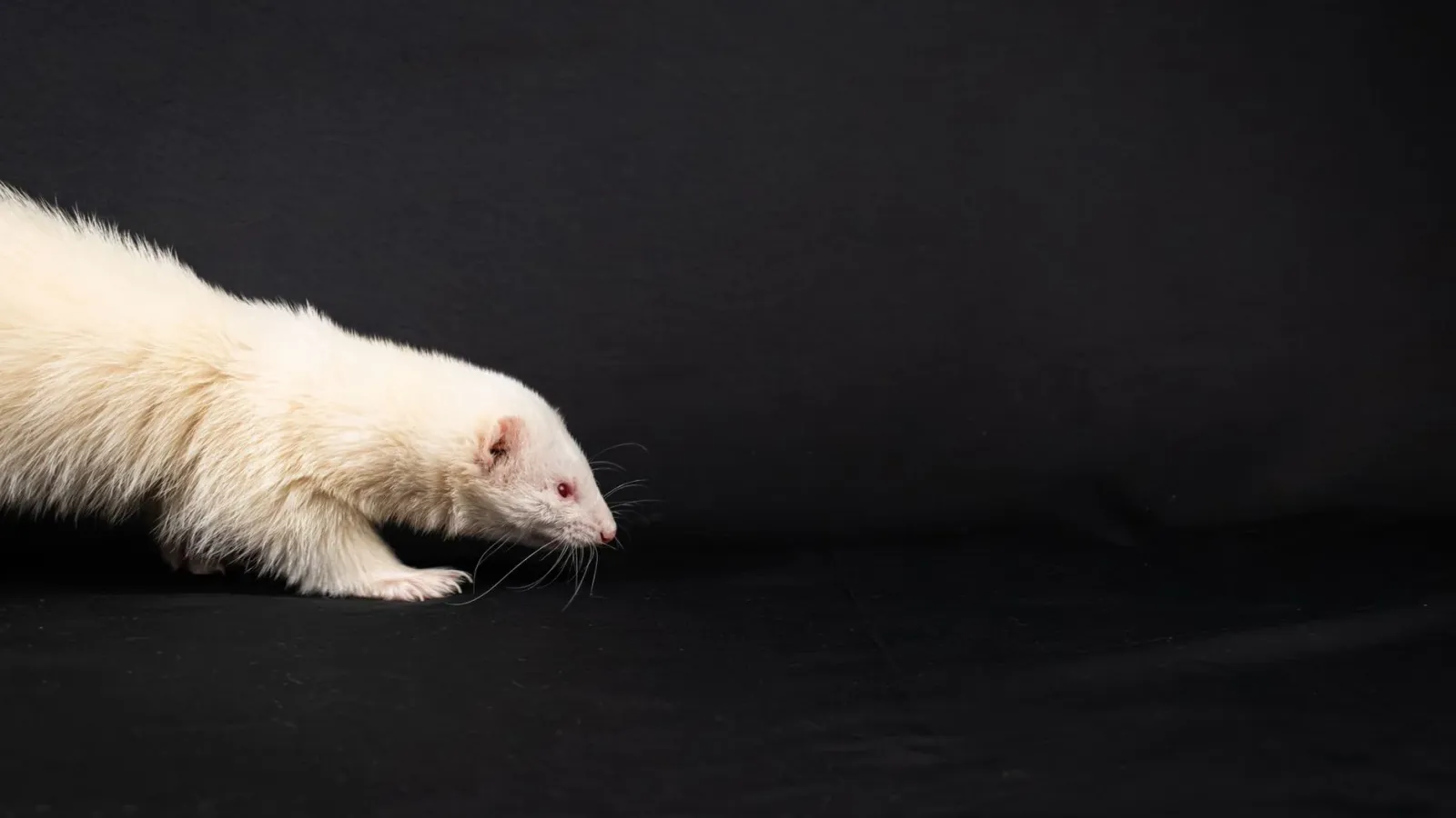 All About Albino Animals: Genetics, Leucism and Survival