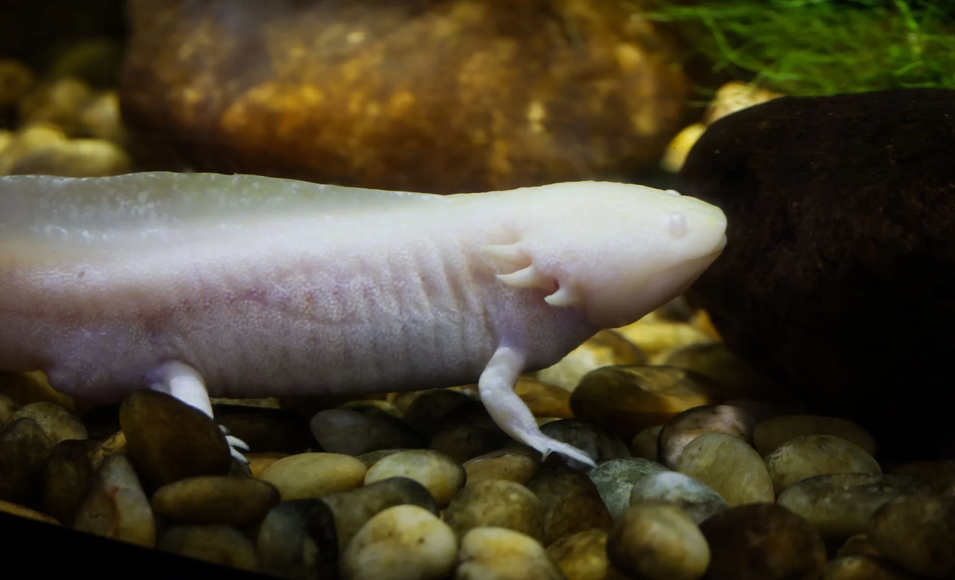 A pale pink-white albino axolotl resting on pebbles in an aquarium