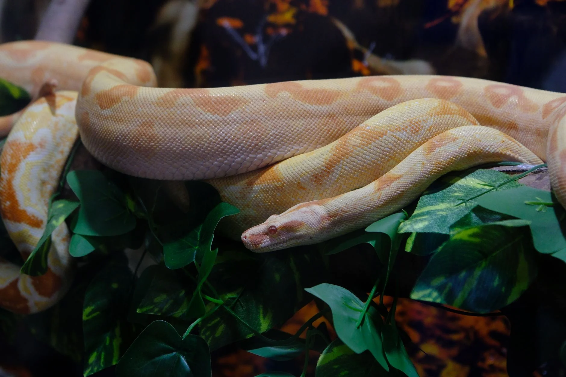 A peach and cream albino python with pink eyes resting among leaves