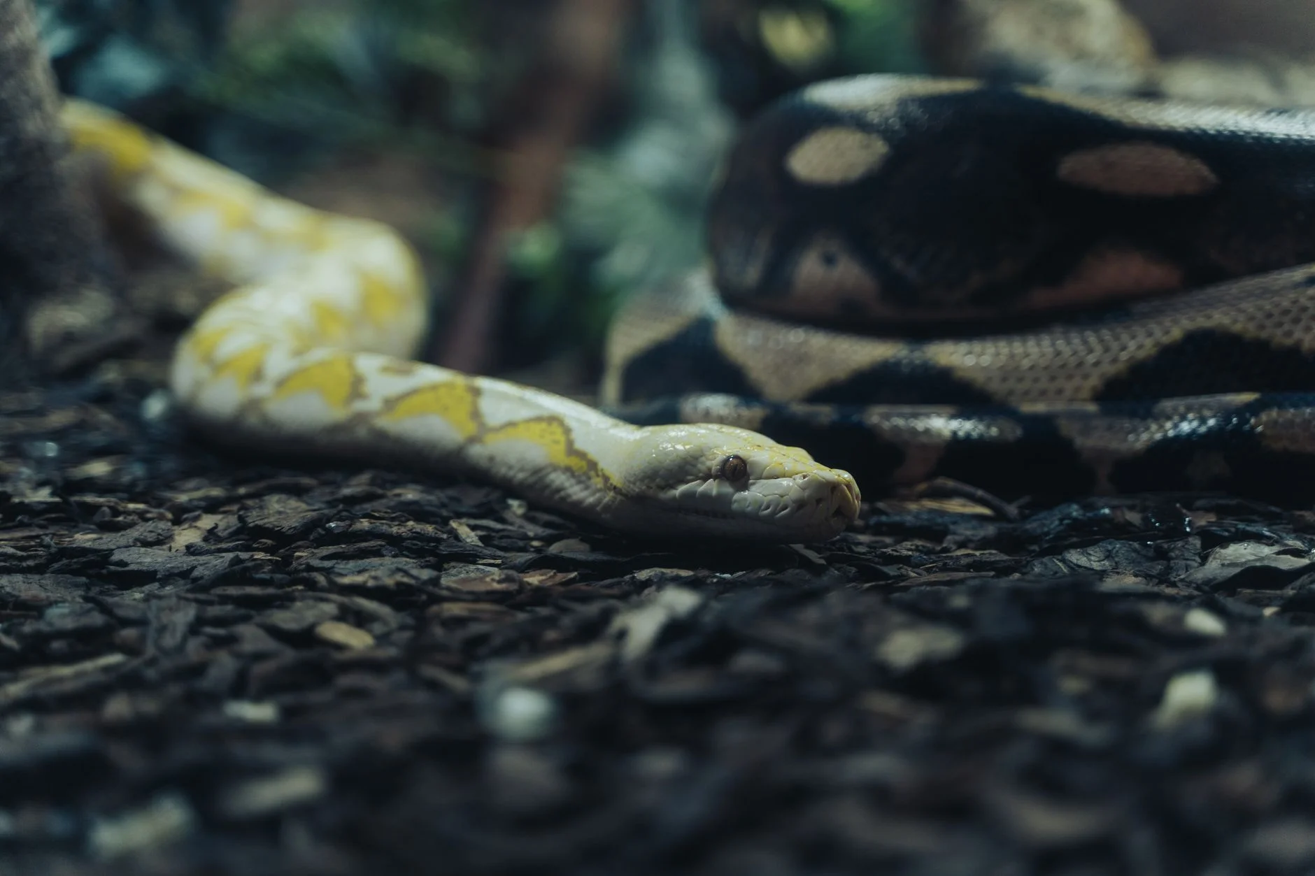 A yellow-and-white albino Burmese python crawling next to a normally patterned dark brown python