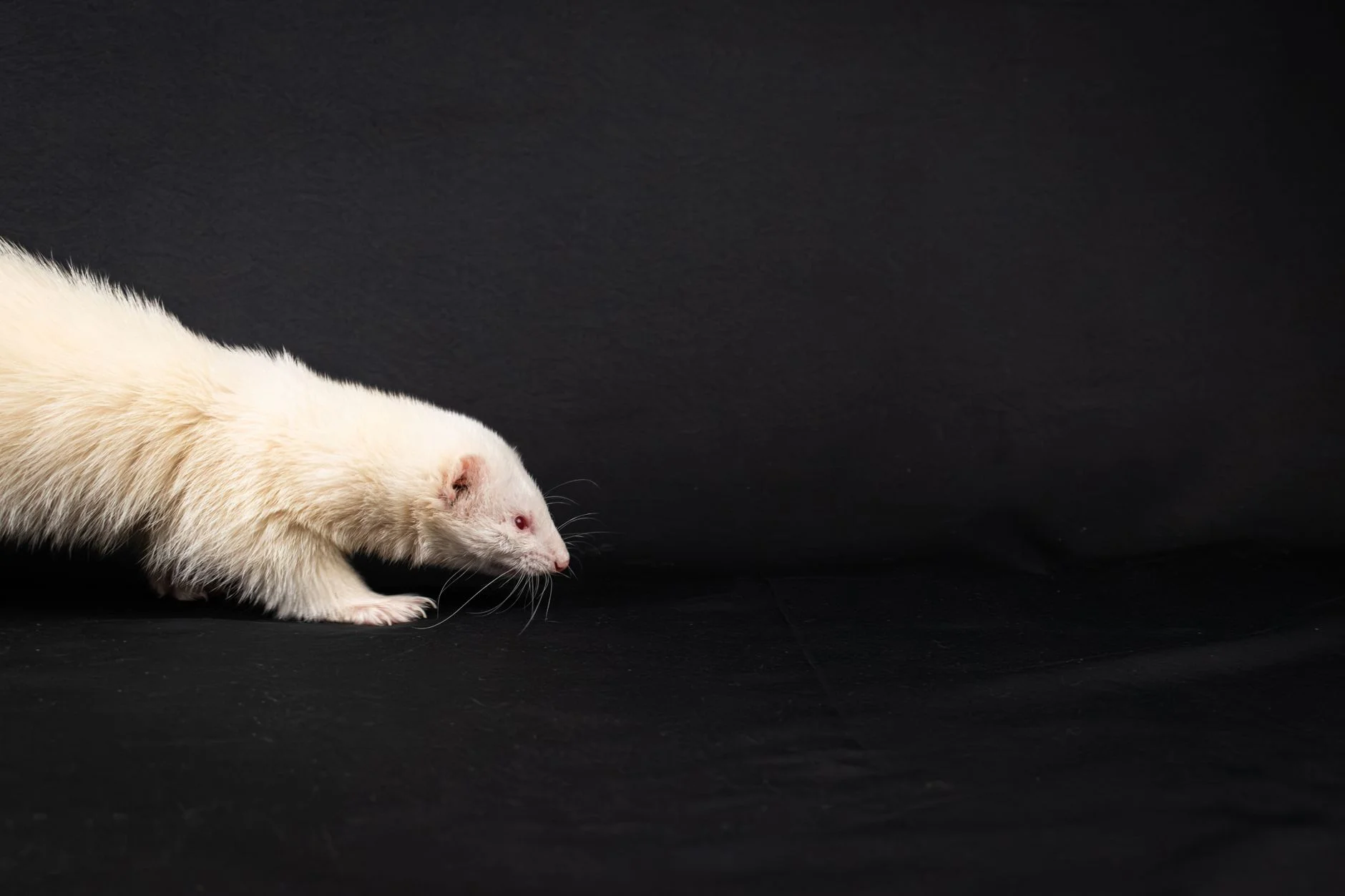 A cream-white albino ferret walking on a black background