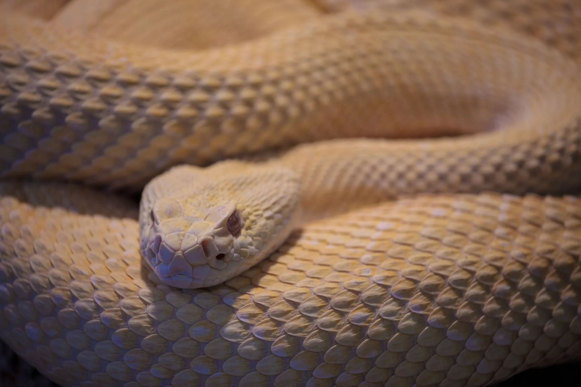 A pale cream-coloured coiled rattlesnake with its head resting on its coils, described by the photographer as albino