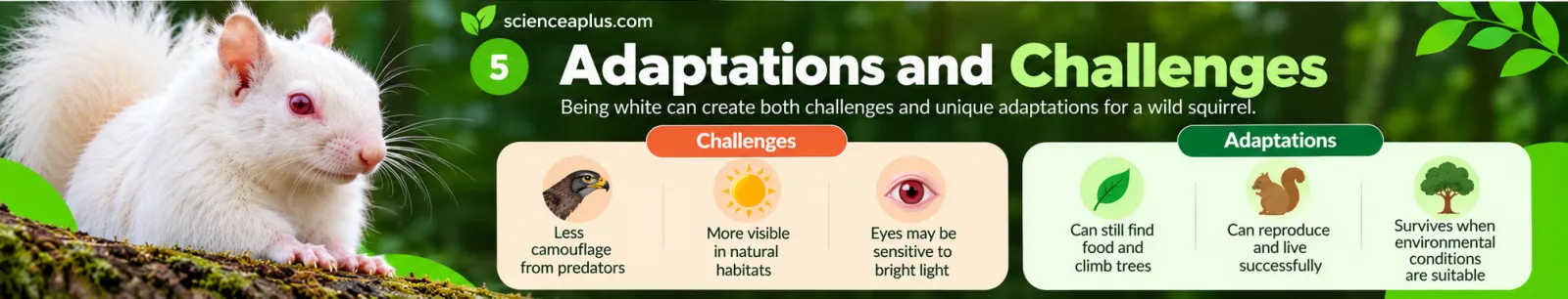 Infographic: challenges for white squirrels, less camouflage from predators, more visible and eyes sensitive to bright light, and adaptations such as finding food, climbing trees and reproducing