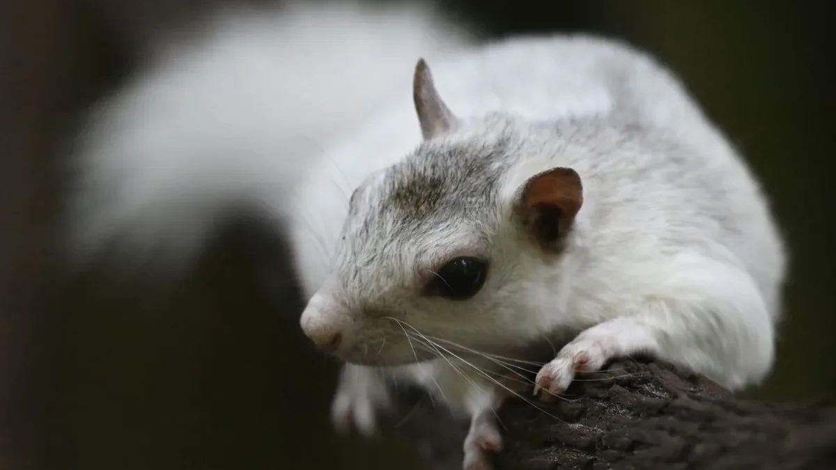 Albino Squirrel: Causes, Rare White Squirrels and Facts