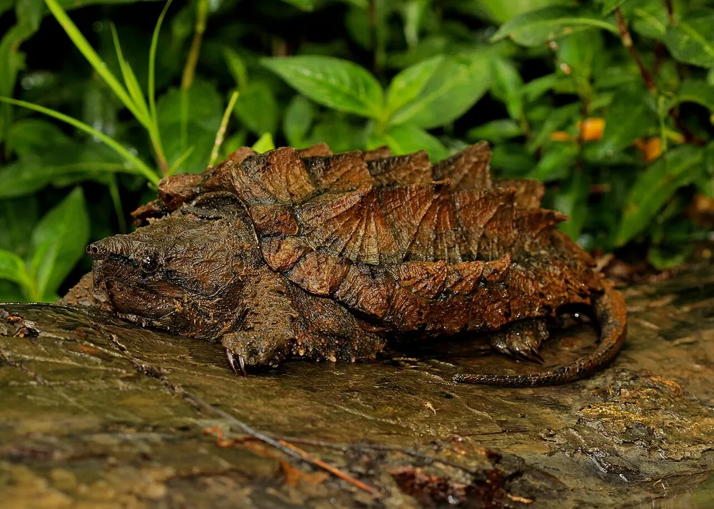 Alligator snapping turtle (Macrochelys temminckii)