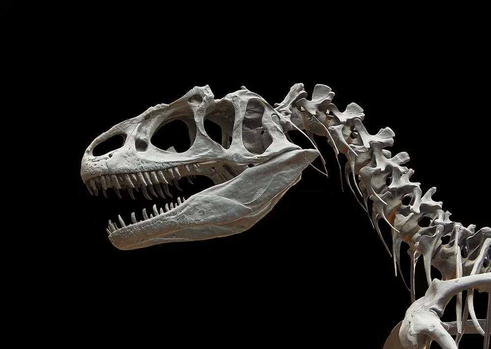Allosaurus (Allosaurus fragilis)