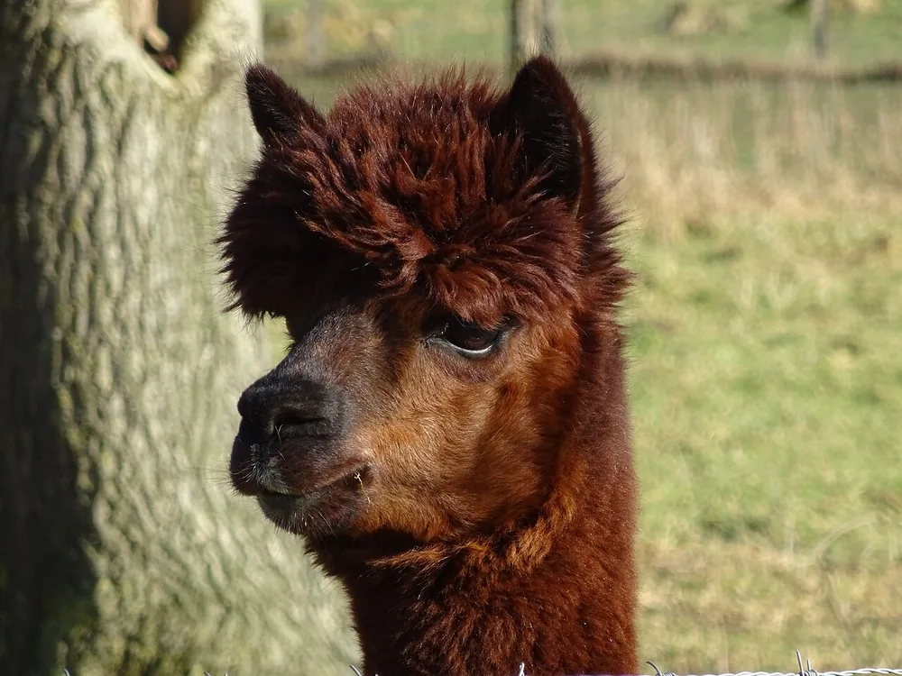 Alpaca (Vicugna pacos)