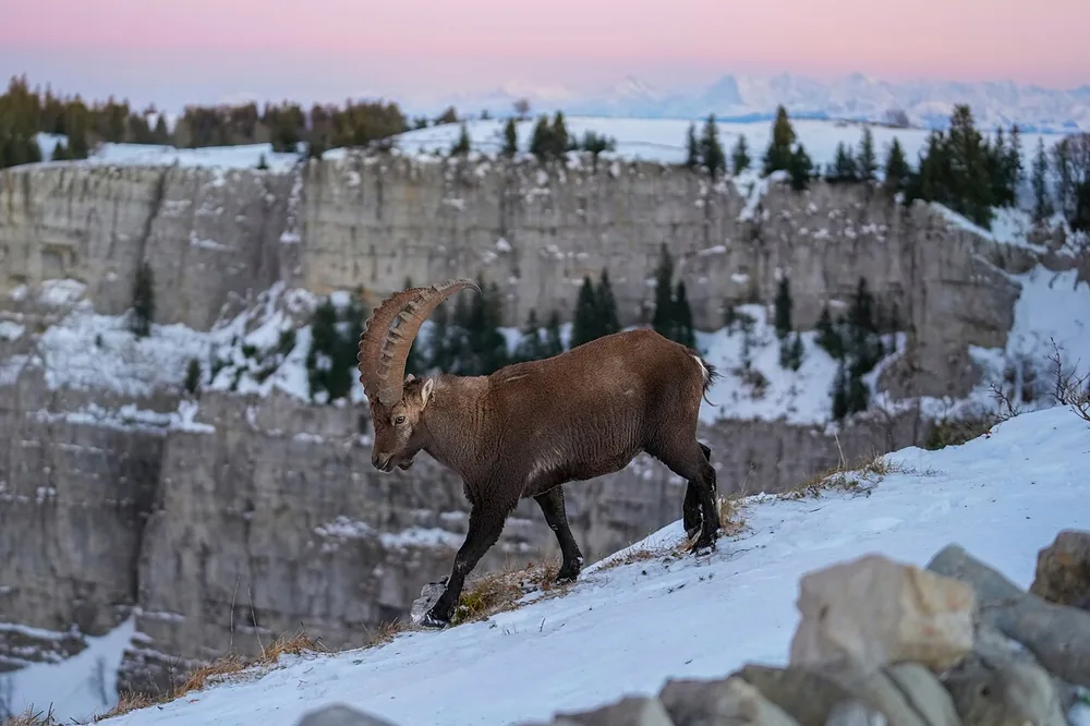 Alpine ibex (Capra ibex)