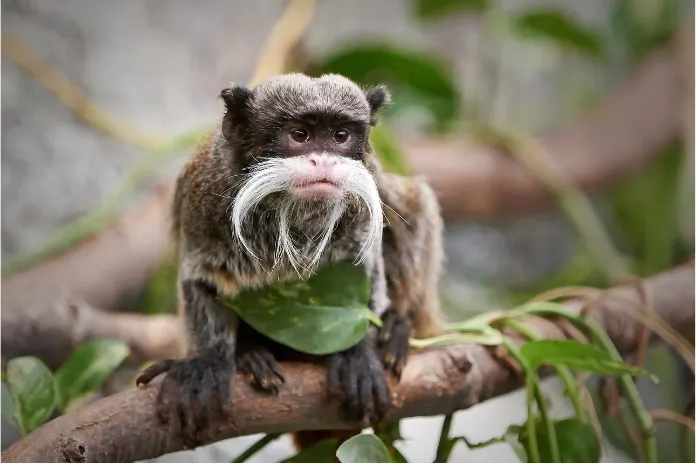 38 Monkeys in the Amazon Rainforest: Species Guide