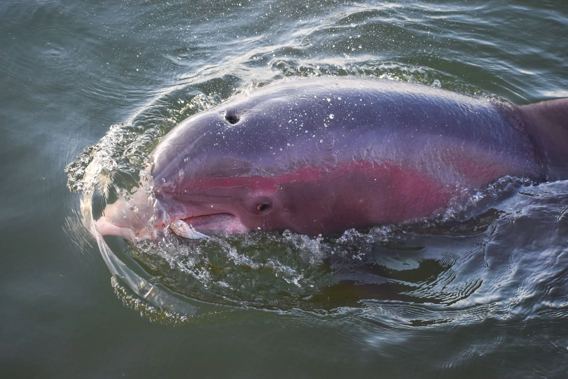 Close-up of an Amazon river dolphin with pink skin breaking the surface of the water