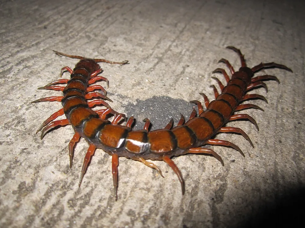 Amazonian giant centipede (Scolopendra gigantea)